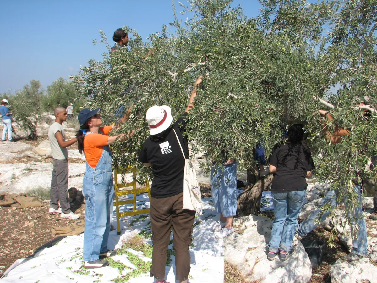 Israeli and palestinian olive harvesters in the village of Qafin, northern West Bank, Palestine